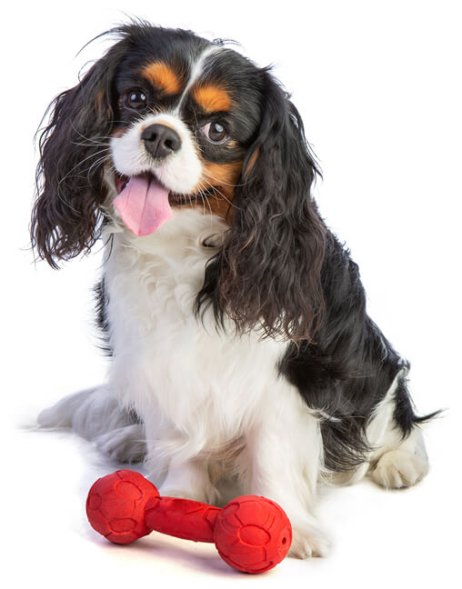 Cavalier Puppy